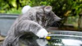 Why does my cat paw at her water bowl? Vet reveals the 6 most common reasons (and what you can do to stop it)
