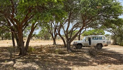 El árbol que crece rápido y da sombra para tu coche sin levantar tu banqueta