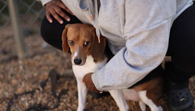 US breeder Envigo pleads guilty for mistreating beagles, gets largest-ever fine