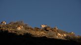 Una provincia argentina autoriza la caza deportiva de pumas, zorros y guanacos