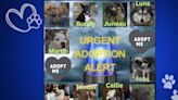 Wakulla Animal Shelter: 10 pups in desperate need of adoption amid Code Red