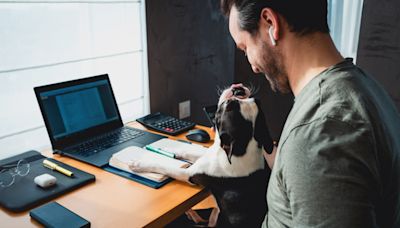 Día nacional de llevar a su perro al trabajo: Expertos en toxicología de mascotas advierten sobre los peligros que corren - El Diario NY