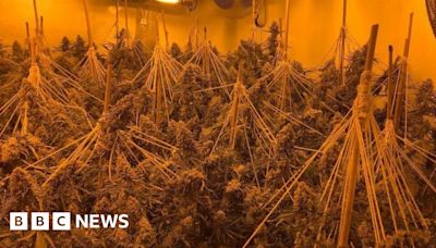 Cannabis plants worth £200K seized in Rotherham raid