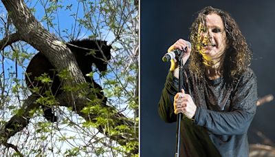 Wildlife Rangers Blast Black Sabbath’s “Iron Man” in Attempt to Coax Bear from Tree