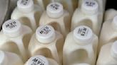 There's bird flu in US dairy cows. Raw milk drinkers aren't deterred - The Morning Sun