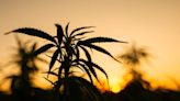 ACB Stock: What’s Behind Aurora Cannabis’ Recent Surge?