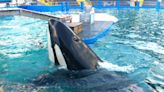 Entregan los restos de la orca Lolita a la tribu Lummi, en Washington