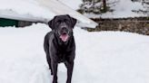 Community Bands Together to Find Dogs Lost in Utah Snowstorm