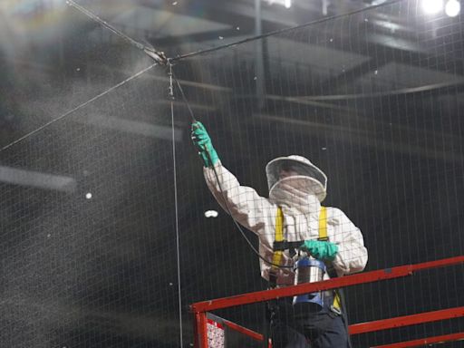 Hero beekeeper Matt Hilton getting a Topps baseball card