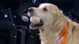 Lucky Dog Attends Mets Game And Ends Up With Home Run Ball