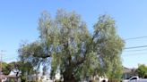 Long Beach holds ceremony for 100-year-old tree in Stearns Champions Park