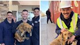 Rescatan a perrito que permaneció atrapado en un contenedor durante 8 días