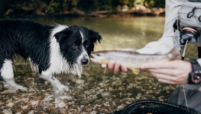 Dangerous bacterial disease reported in multiple dogs in Southern California