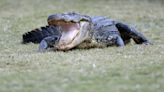 Florida Golf Course Has Unexpected New Obstacle—Ball-Stealing Alligators