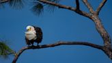 'We SHOULD do better': Wildlife officials sound off after Virginia bald eagle shot in wing