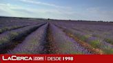 EL Gobierno de C-LM autoriza adelantar la cosecha en las parcelas de lavanda afectadas por la plaga de gusano