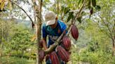 Cocoa Crisis Made Worse by Underpaying Farmers, Tony’s CEO Says