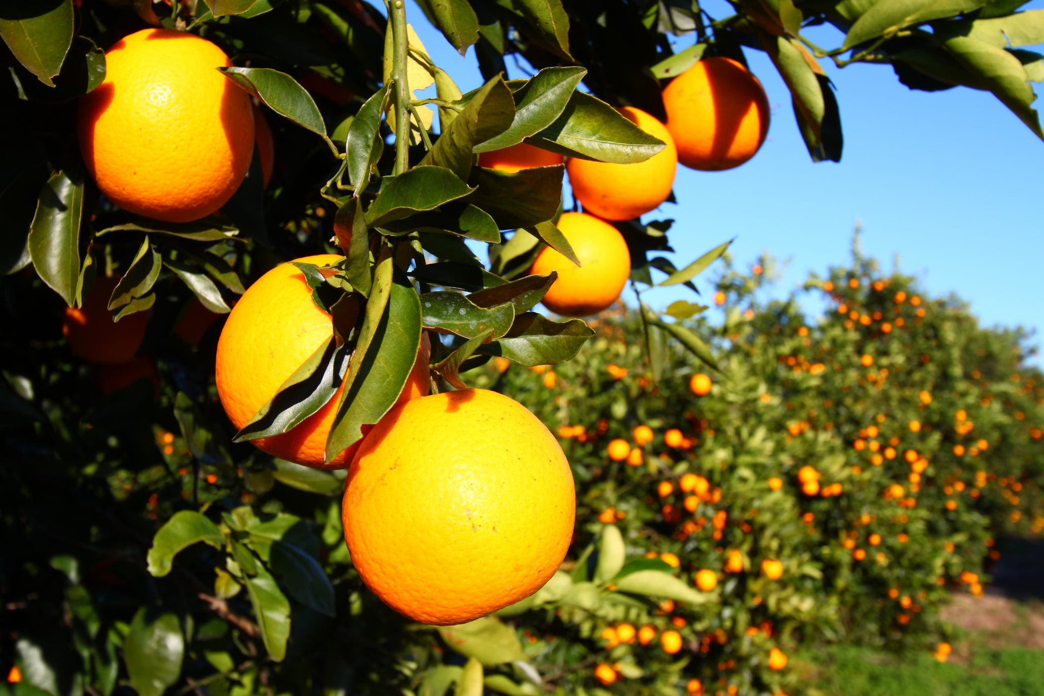 Sign of the times: Gulf Citrus Growers Association shuts down as industry struggles
