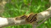 Invasive browntail moth found in N.H. for the first time in 75 years - The Boston Globe