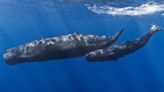 Researchers Develop ‘Sperm Whale Phonetic Alphabet’