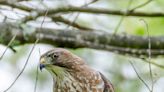 Word from the Smokies: Broad-winged hawk migration coming soon