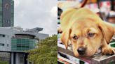 Man jailed 40 weeks for smuggling 13 dogs and cats into Singapore; 5 of the dogs died