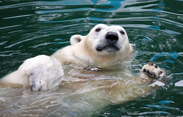 Zoo Polar Bears' Obsession with Their New Toy Raft Is Just Too Cute