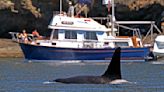 To keep whales safe, Coast Guard launches boat alert system in Seattle