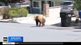 Watch: California bear blamed for five break-ins in two hours