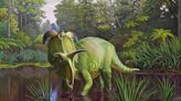 A dinosaur from Montana with huge blade-like horns is named after Norse god Loki