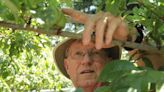 PHOTOS: Summer is snacking season at View Royal community orchard