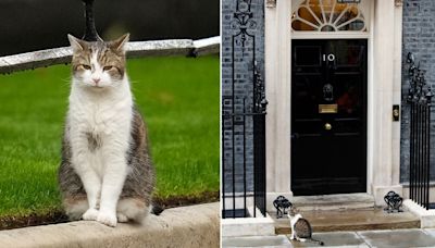 Larry the Cat, the United Kingdom's 'chief mouser,' outlasts five prime ministers