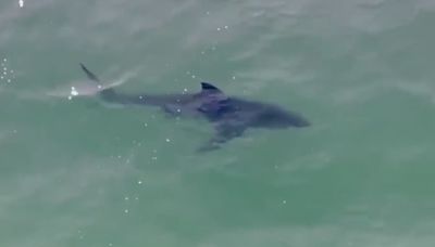 Tiburón ataca a un hombre en una playa de California: el animal lo mordió en el torso y en un brazo