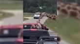 Drive-thru wildlife park changing rules after giraffe incident