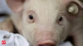 African Swine Fever outbreak reported in Kerala's Thrissur district - The Economic Times