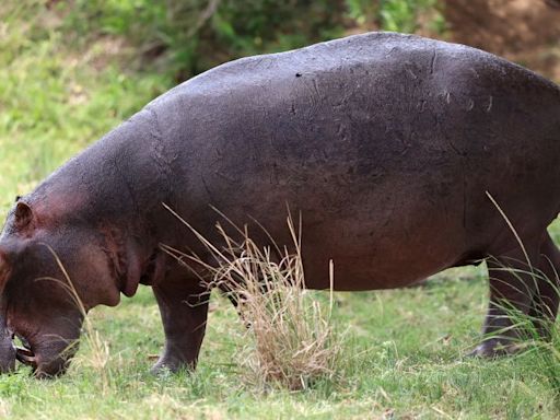 High-speed hippos can get airborne, says new study