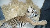 Caged tiger cub found by police investigating shooting in New Mexico