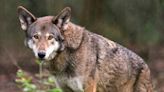 Researchers gather at Zoo Knoxville to study and preserve the critically endangered red wolves