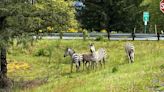Loose zebra becomes local legend near North Bend as search enters day 3