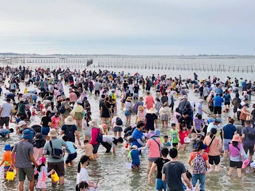 台南七股海鮮節7/6-8/24登場 挖文蛤體驗首收費