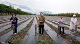 東縣府攜手Blueseeds芙彤園打造全臺最大薰衣草田 開啟臺灣自產精油新篇章