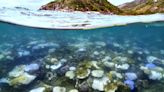 La Nación / Preocupa el blanqueamiento masivo de los corales en todo el mundo