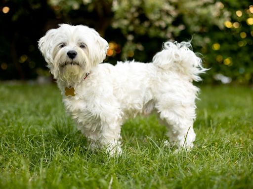 Leaky Door Ruins Dog Mom's Innocent Joke and Results in One Mad Maltese