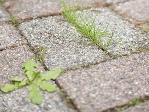 Ditch vinegar and salt for gardener’s free magic tip to remove patio weeds fast