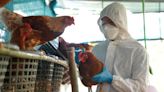 OMS confirma primera muerte por gripe aviar A(H5N2) en México