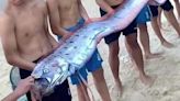 越南驚見4.5米超大「地震魚」擱淺 居民憂「天災前兆」作法解厄
