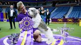 Dog Show 101: What's what at the 148th annual Westminster Kennel Club competition in NYC