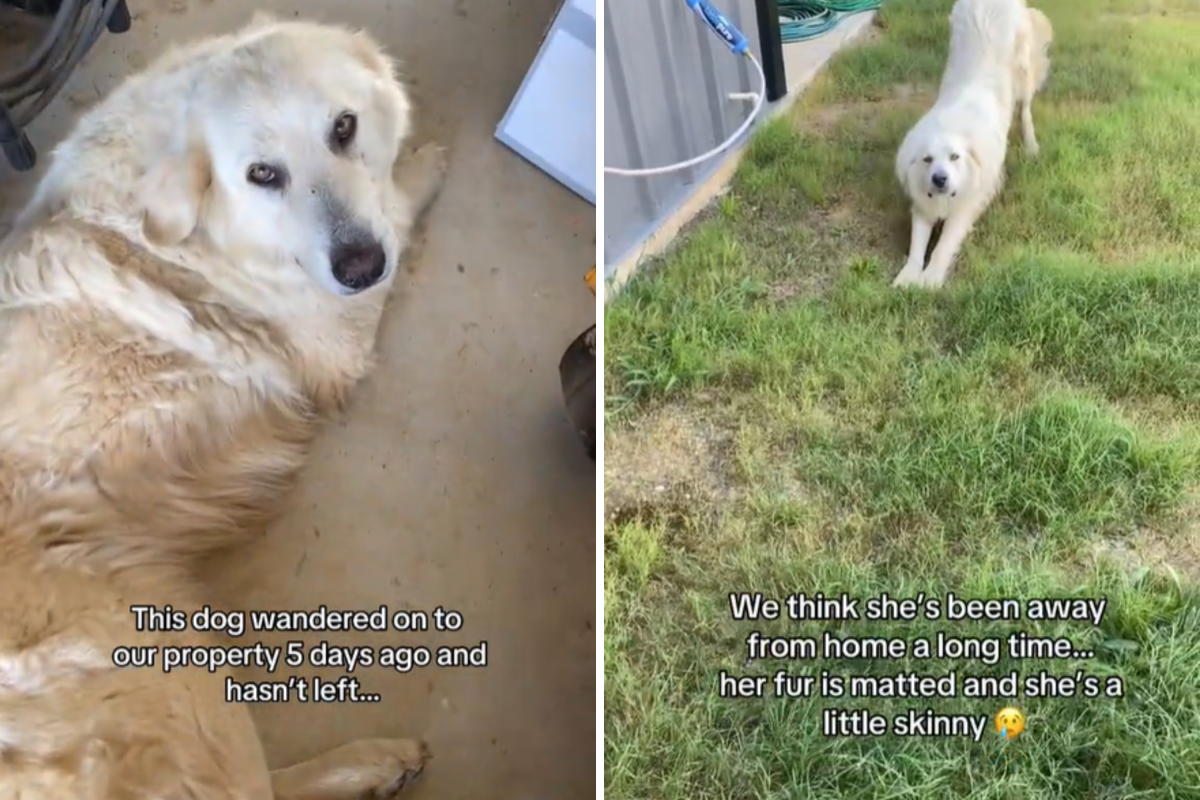 Stray dog chooses a home for herself, refuses to leave