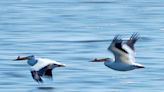 The Great Lakes were named the first freshwater 'Hope Spot,' here's why that matters