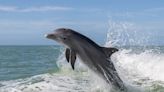 Gorgeous Dolphins Off Tybee Island Put on the Most Amazing Show for Tourists